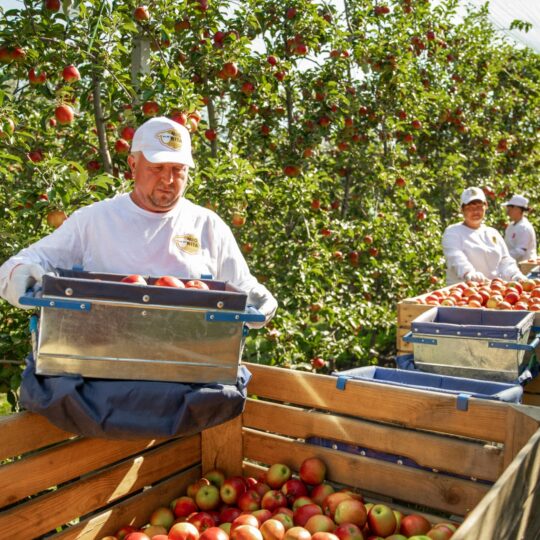Fruit collection boxes protect our apples from being damaged during the harvesting process