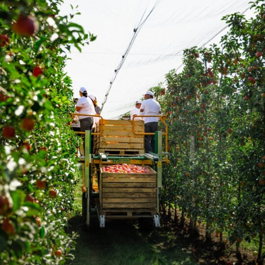 Automated hydraulic platforms that protect our apples from being damaged during the harvesting process